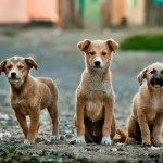 portrait-of-three-dogs-on-dirt-road