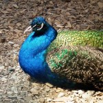 peacock-animal-bird-pride-spring-green