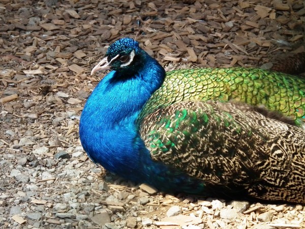 peacock-animal-bird-pride-spring-green